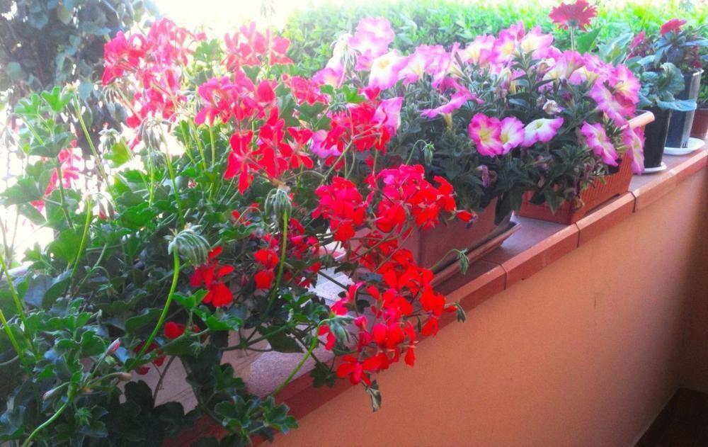 Bed and Breakfast A Casa Doina Airport2 Pisa Exterior foto